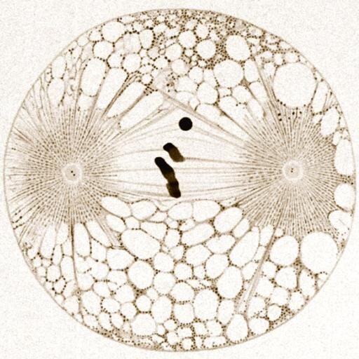 Pubmed RSS paper feed on cohesin and its 'friends': condensin, Smc5/6, Scc2 (NIPBL), Scc4 (Mau2) and MukBEF.