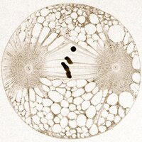 cohesin_papers (@cohesin_papers) 's Twitter Profile Photo cohesin_papers (@cohesin_papers) 's Twitter Profile Photo