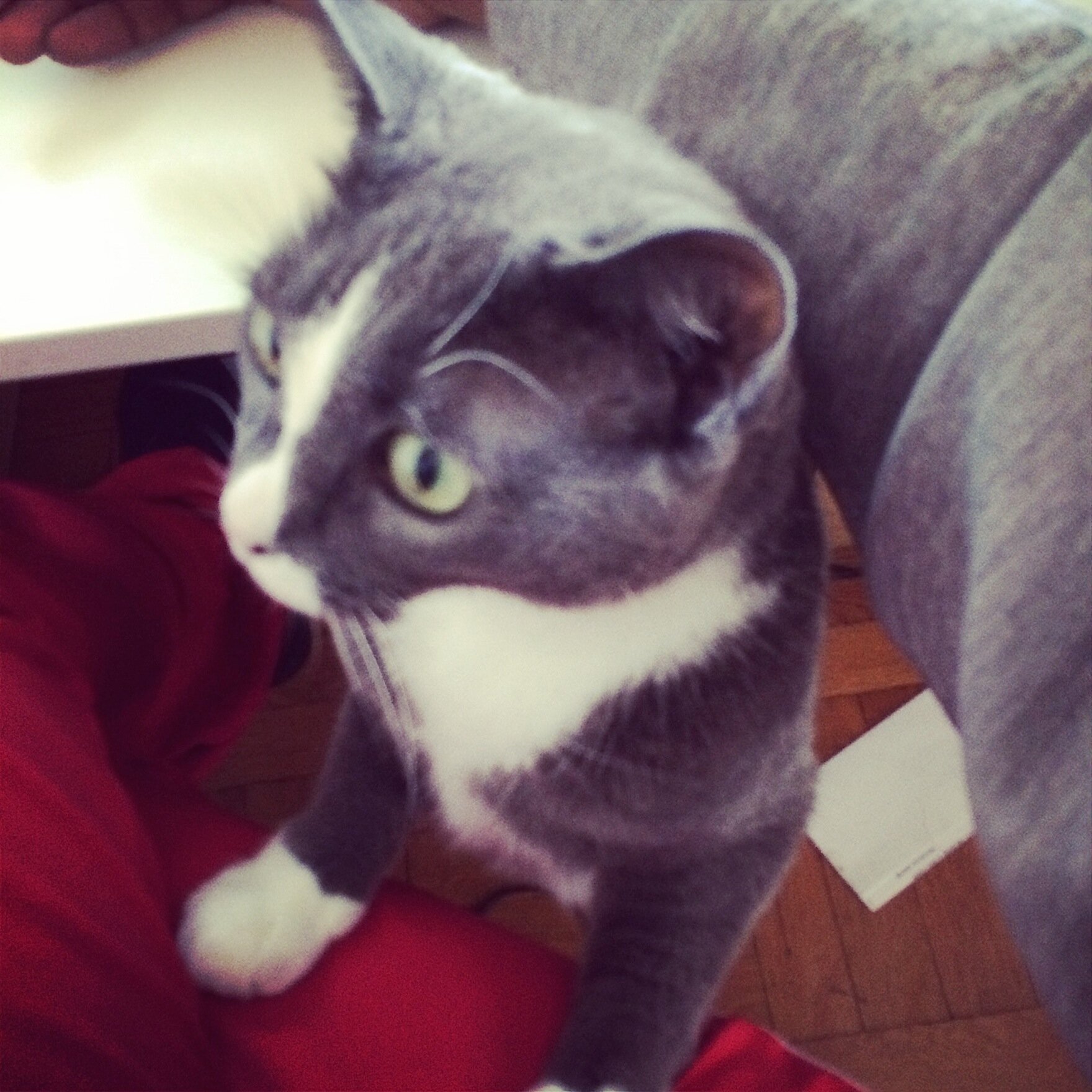 LolaTheCatMeow's profile picture. My name is Lola I am an (aprx) 8 year old russian blue cat looking for a new home. I like dogs and love to play. #adoptacat #petadoption #cat #russianblue