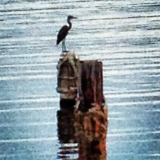 TeamSaltonSea Profile Picture