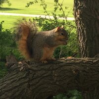 Squirrel (@tony21x_x) 's Twitter Profile