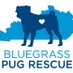 Bluegrass Pug Rescue (@bluegrasspugs) Twitter profile photo Bluegrass Pug Rescue (@bluegrasspugs) Twitter profile photo