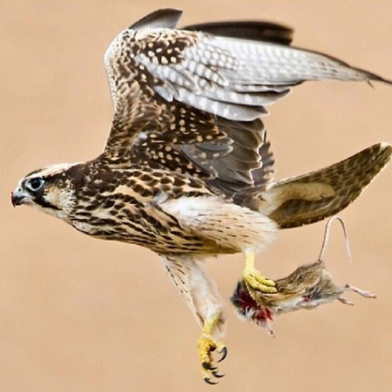 gfchvvb's profile picture. كويتي