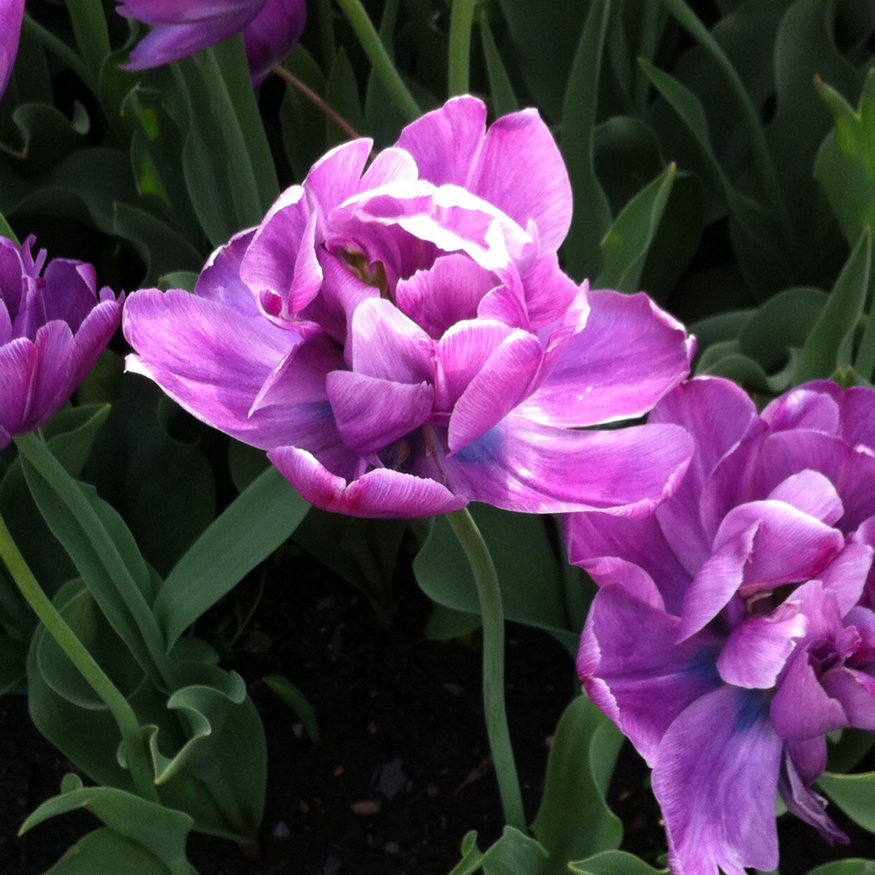 FPagal's profile picture. 