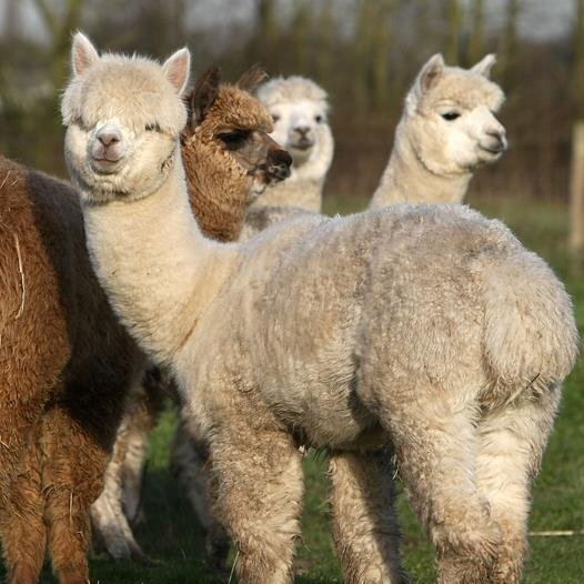 HalfEatenSock's profile picture. 