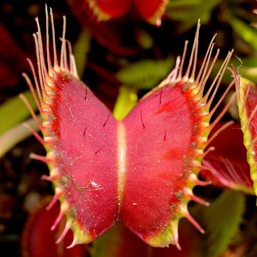 All about Growing and Caring for Venus Fly Traps & Carnivorous Plants. Join the Carnivorous Plants Forum: http://t.co/7R317weZrK