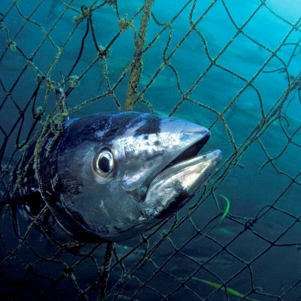 A twitter to help stop over fishing! If you're going to fish, do it the right way. Get certified