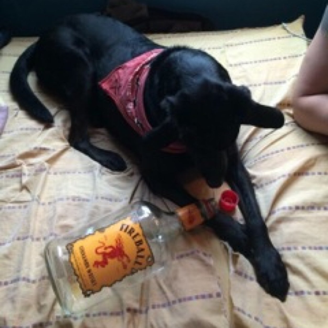 Just living that frat dog life