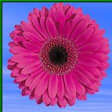Plant nurseries open to the public 7 days a week. Great plants and lots more for your garden.
