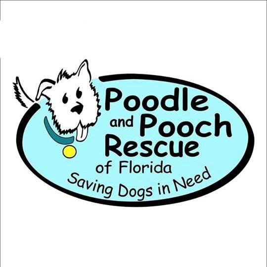 PoodleandPooch's profile picture. Saving dogs in need