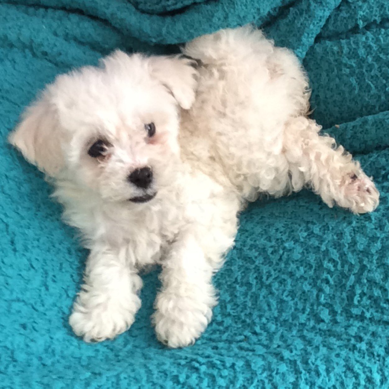 barter_t's profile picture. 