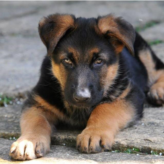 @NigelGSD