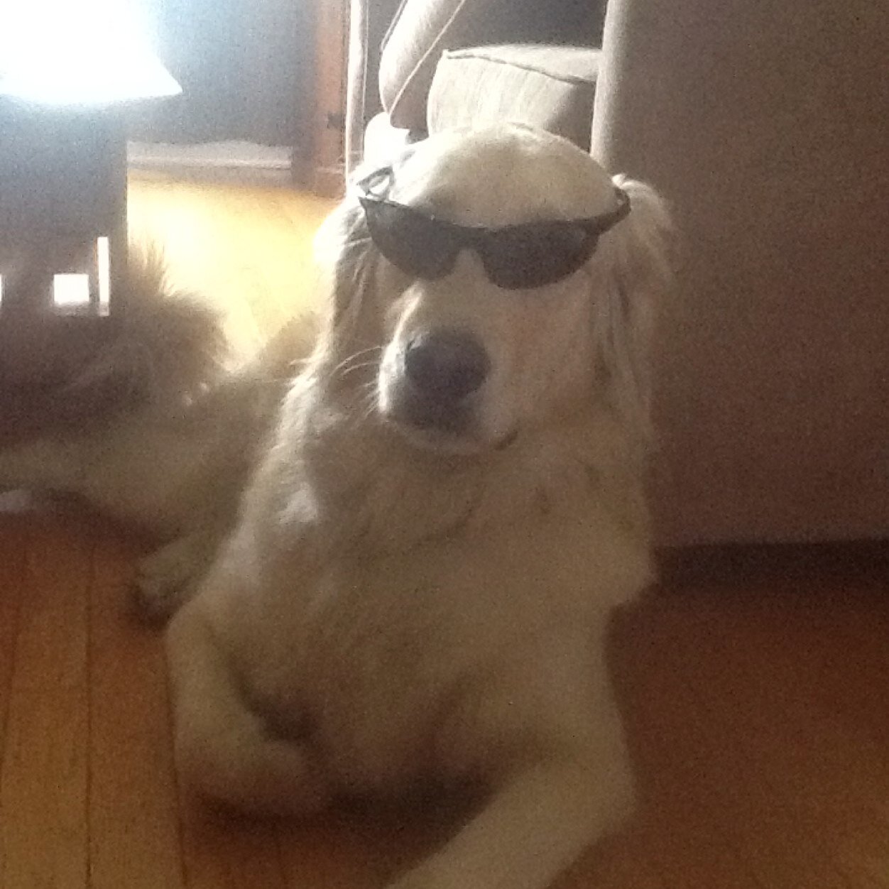 I am Regin, a golden retreiver with lots of energy and I love to play 24/7 ! I am the dog of the Albert family, I'm @DoubleA_96 Dog :)