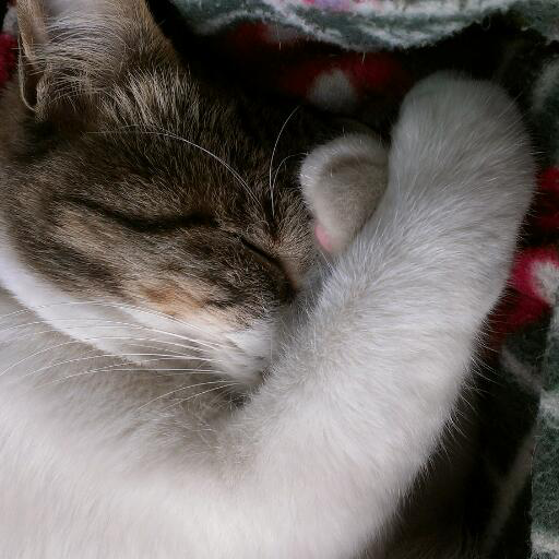 Haruka_sage's profile picture. 古のオタク。1児の父。LOLはサポメインです。
社会のストレスをLOLにぶつけてるのでシャコが世界一好きです。
#BaldursGate　#LeagueofLegends　#ApexLegends