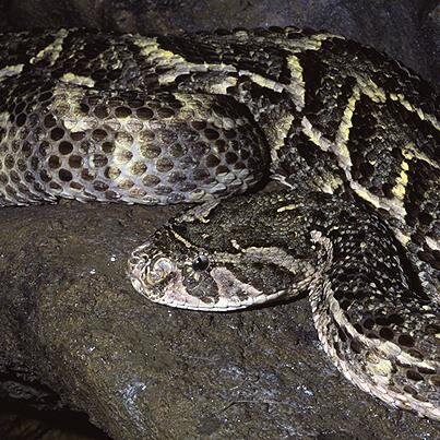 roth_stuart's profile picture. Welder, Supports West Ham.