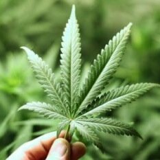 Porque nada que venga de la madre tierra puede ser ilegal. Únete con tu follow y apoya la legalización de la marihuana en Colombia.