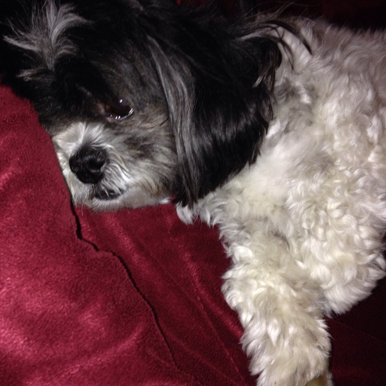 PotatoMan2342's profile picture. I'm a dog