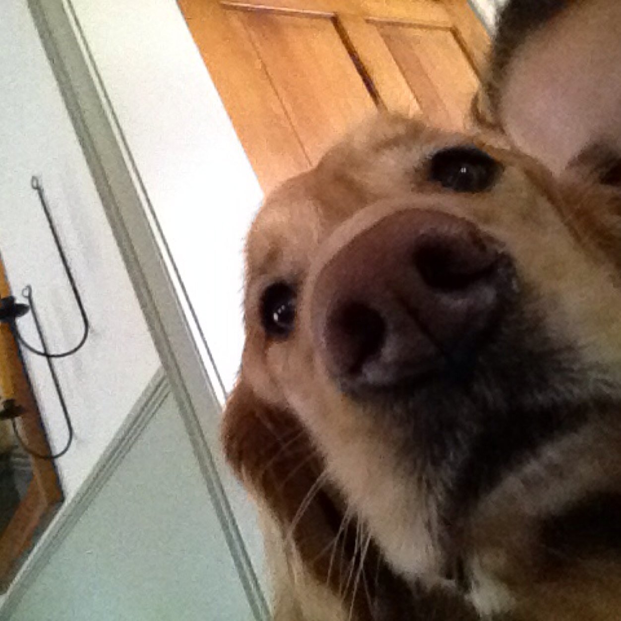 I am a dog.