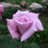 andrea_brea's profile image