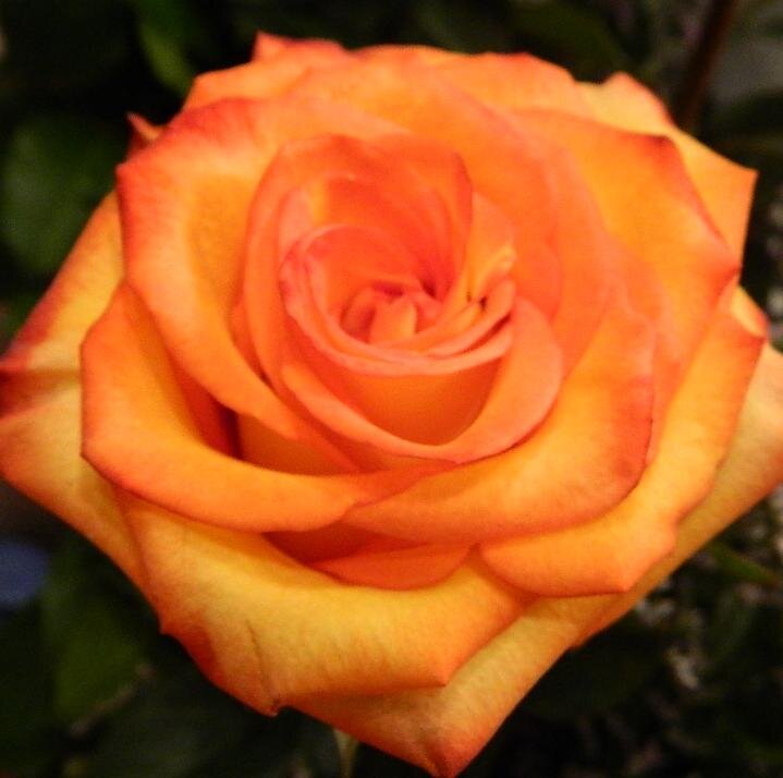 tracyneely's profile picture. 