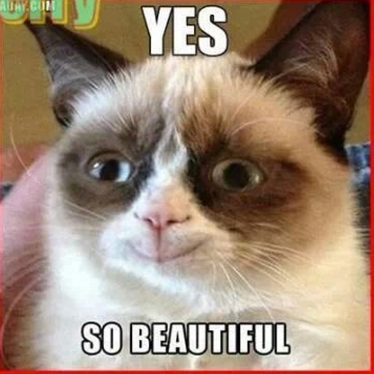 EduHumor's profile picture. 