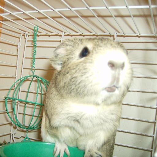 I'm a guinea pig who loves parsley and grapes. My brofur is @SeabassCat and I love @HellaHedgie. OTRB 5/22/14.