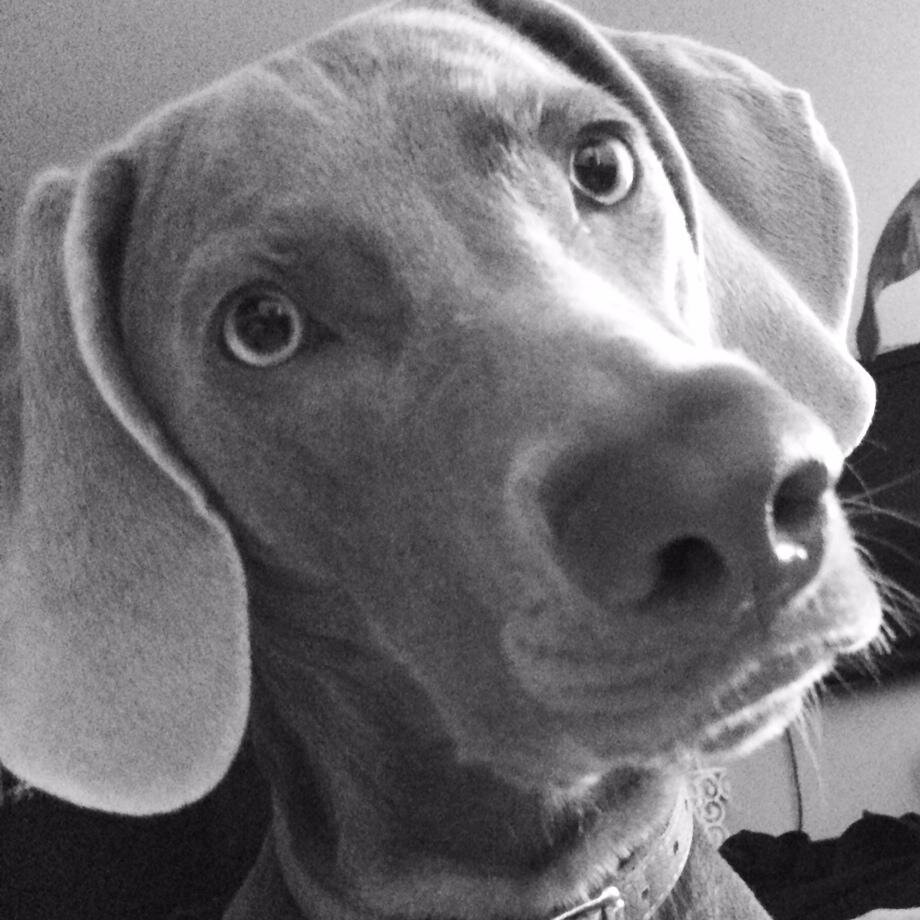 Russell is an #NYCdog documenting his adventures around the city's landmarks.  #Childrensbook coming soon!!
