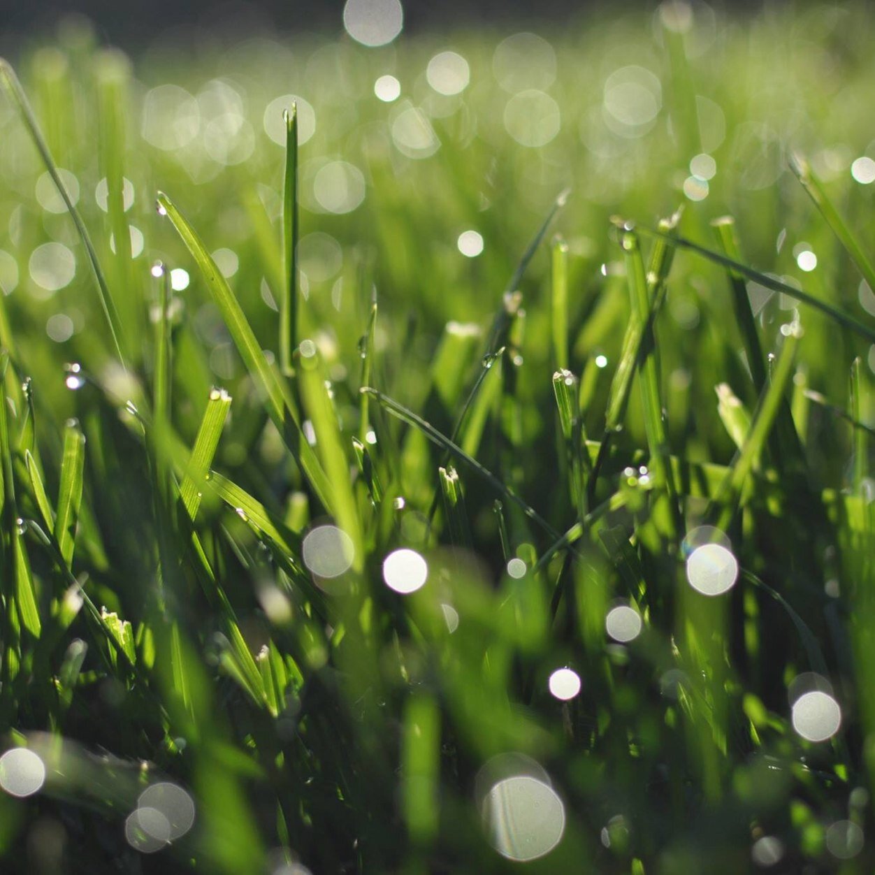 Providing quality landscape & lawn care solutions to our customers at a reasonable cost. Mission: Business is built on exceeding our customers' expectations.