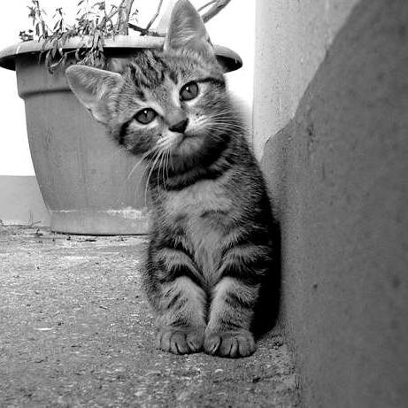 cayla_treutel's profile picture. Believe in your dreams ! Speaks Spanish, Arabic and a bit of English