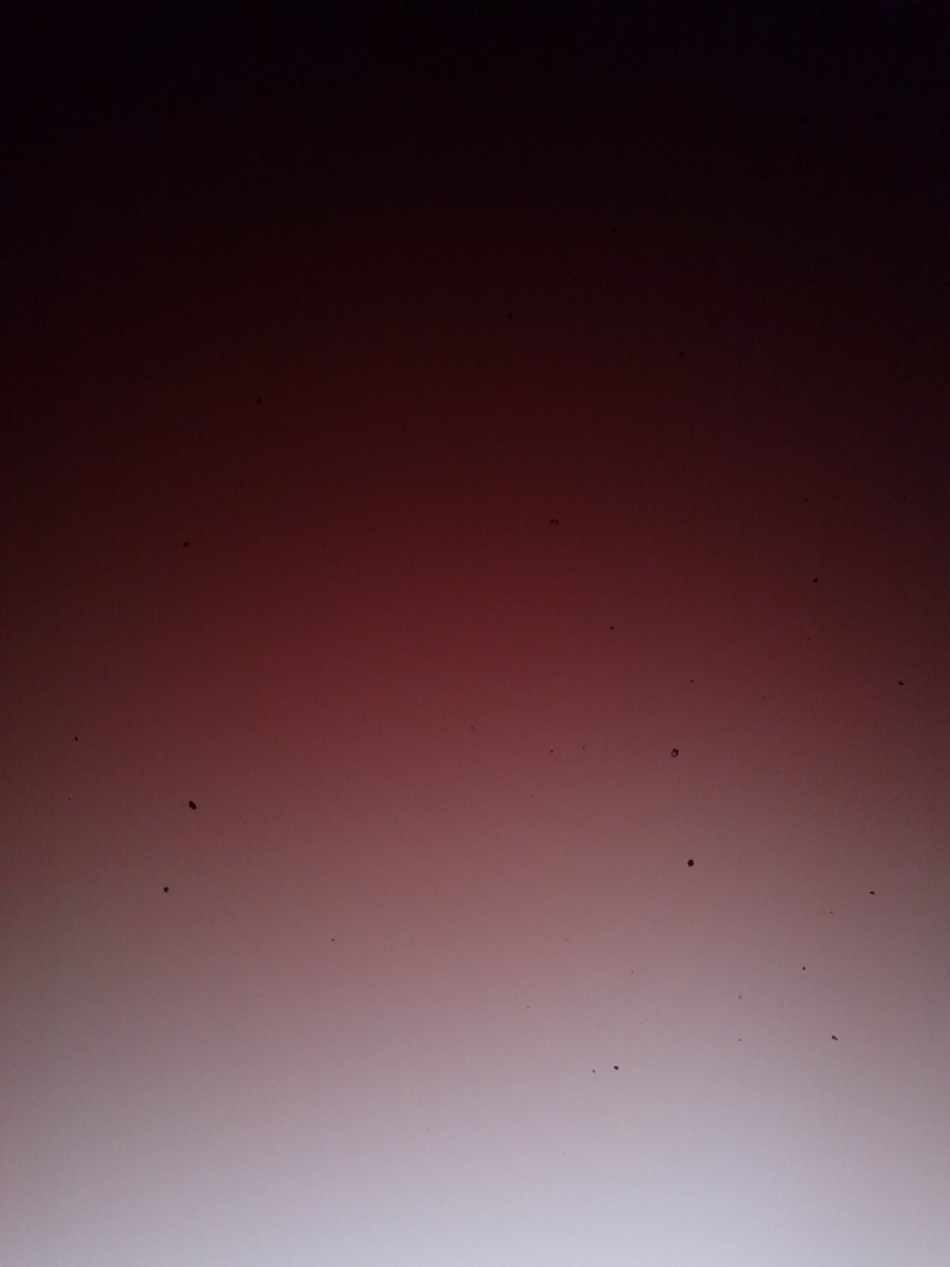 pxroxq's profile picture. 