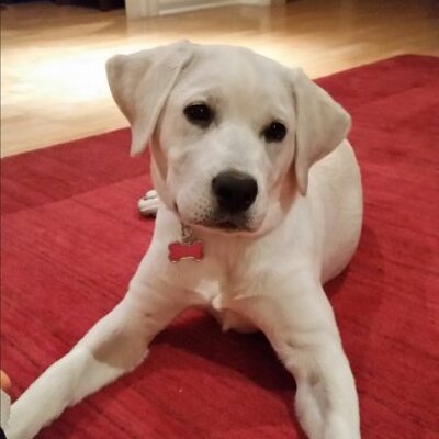 LauraHorn11's profile image