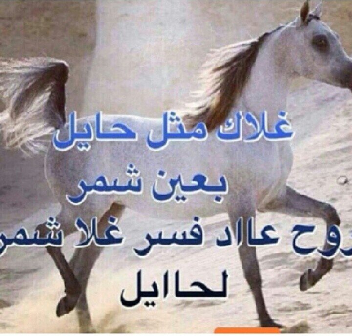 حسابي الوحيد ‏انا هلاليه تحذفني احذفك♡.. ‏انقل مايعجبني اتمنى ان يعجبكم،،،،*علمتني الحياة أن أحترم عقوول البشر ولكن ﻵإثق بها♡ الخاص ممنوع