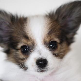 犬も猫も好き。papi です。