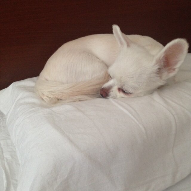 Tokyo_dogpillow Profile Picture