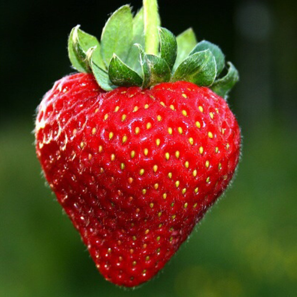 StrawberrySMITE's profile picture. 