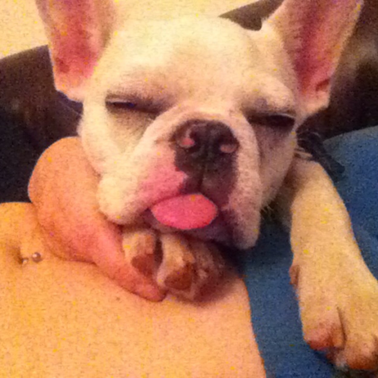 ellieeggs's profile picture. 