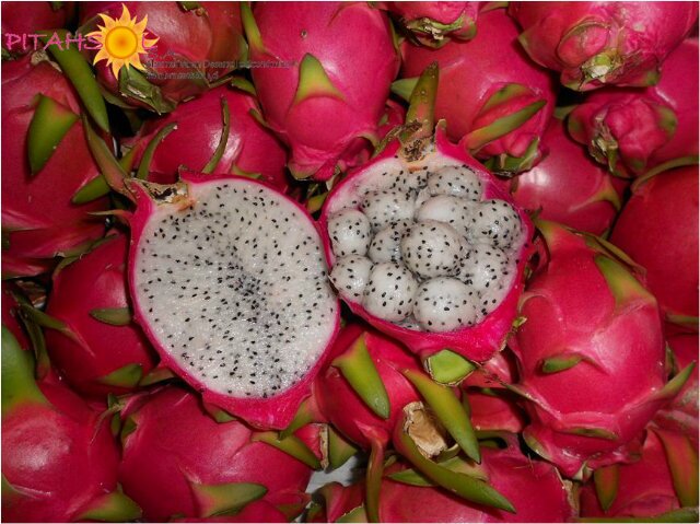 Pitahsol S.A. empresa dedicada a la planificación, implementacion y producción de Pitahaya a nivel nacional e internacional. Tel: 042322460 Cell: 0999889650