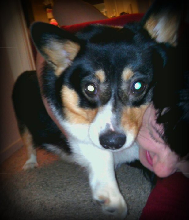 I love my Jelly Dog! She was the best Corgi! R.I.P..I miss you every day
-Davy
