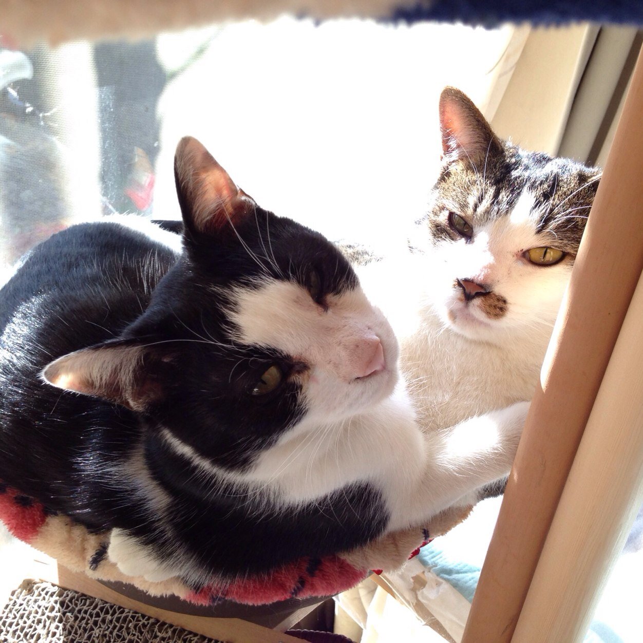 モノ作りが趣味です( ´ ▽ ` ) 
猫ちゃんと珈琲も大好きです。