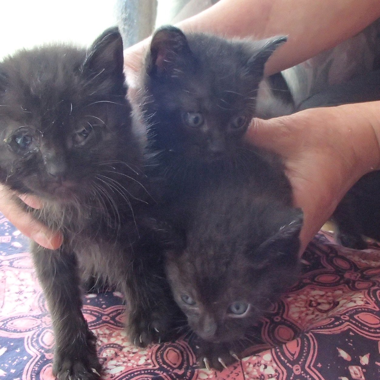 ねこねこ7337 鹿児島県霧島市で三匹の黒い子猫の里親を探しています 情報はこちら 鹿児島県動物愛護センターのページで Http T Co Dq9zwipxfh ホームページ 譲渡犬猫情報 掲載依頼のあった猫 子猫 14c0307です 猫 鹿児島 拡散希望 里親募集 ねこねこ7337 鹿児島県霧島市で三匹の黒い子猫の里親を探しています 情報はこちら 鹿児島県動物愛護センターのページで Http T Co Dq9zwipxfh ホームページ 譲渡犬猫情報 掲載依頼のあった猫 子猫 14c0307です 猫 鹿児島 拡散希望 里親募集