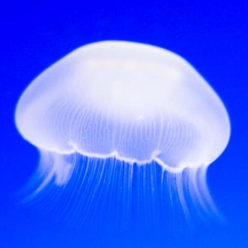 雑誌やテレビで紹介されたお勧めの飲食店～関東版～
雑誌やテレビで紹介されたお勧めの関東地方の飲食店を、独断と偏見で集めていきます。
美味しいものや美味しいお店の情報を集めています。
どうぞよろしくお願いします。
相互フォローＯＫ！