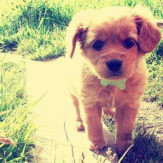 I am princess Ariel's new pet, woof! @GirlUndersea and my names is muggs but she calls me muggie. it's Kinda cuter