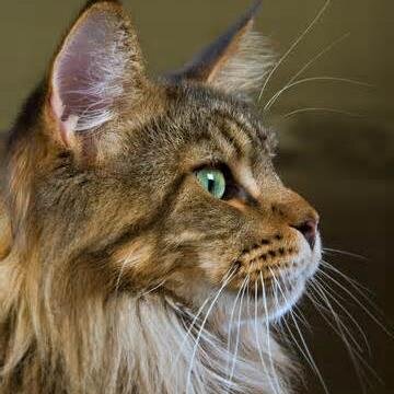 Keeping God first in my life. Prayer warrior. Blessings can be found in all situations. I value true friendships. I live by boundaries. Cat lover. Nature Lover.