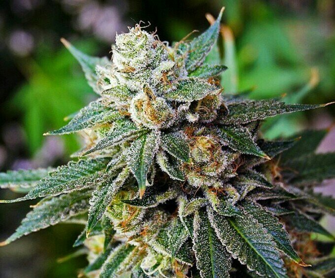 Marijuana industry Careers. learn to Grow, Cook, become a Budtender or create the next opportunity!