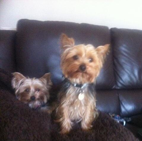 Librarian by day, likes books, naps, cake, chocolate, naps, Yorkshire Terriers - and did I mention naps - and cake?