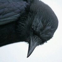 飛鳥 (@xnoelyx) 's Twitter Profile
