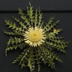 jokinealemani's profile picture. Soy Amaiurtarra. Creyente y sigo a Jesús de Nazaret. Hija de la Caridad. Los pobres son mi peso y dolor.Varios años en Africa y sigo con mujer africana.