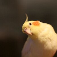 ぴーマン☆ (@sekaowapi) Twitter profile photo