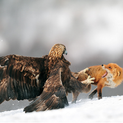 Fauna y flora de la Península Ibérica, espacios naturales, hongos, gestión forestal y mucho más acerca de la mejor tierra del mundo!🦅🐗🐺🐻🦌🦉🐟🐞🦋🦟🌲🍃🍄