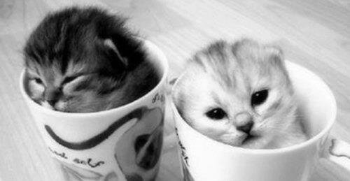 sweety